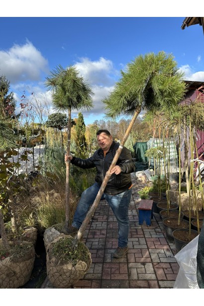 Сосна обычная Пендула на штамбе в садовом центре